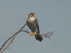Falco chicquera