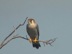 Falco chicquera