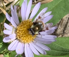Sericomyia flagrans