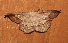 Image of Euchlaena madusaria
