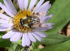 Sericomyia flagrans