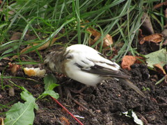 Fringilla coelebs