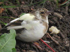 Fringilla coelebs