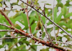 Pachysylvia aurantiifrons