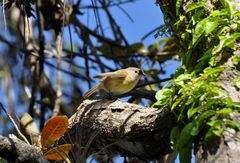 Vireo latimeri