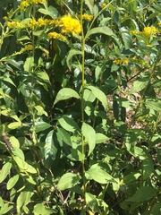 Solidago ulmifolia ulmifolia