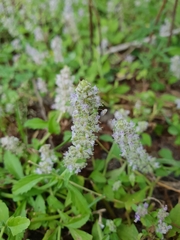 Platostoma menthoides