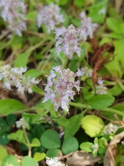 Platostoma menthoides