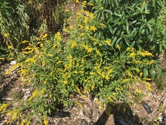 Solidago ulmifolia ulmifolia