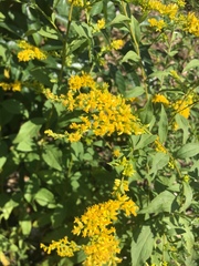 Solidago ulmifolia ulmifolia