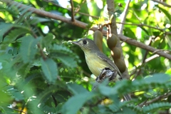 Vireo gundlachii