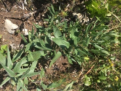 Lithospermum subsetosum