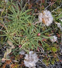 Armeria maritima sibirica
