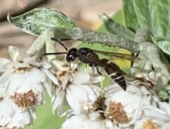 Ancistrocerus albolacteus