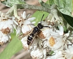 Ancistrocerus albolacteus