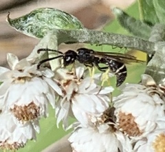 Ancistrocerus albolacteus