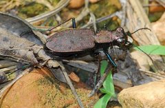 Apterodela unipunctata