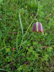 Fritillaria messanensis neglecta
