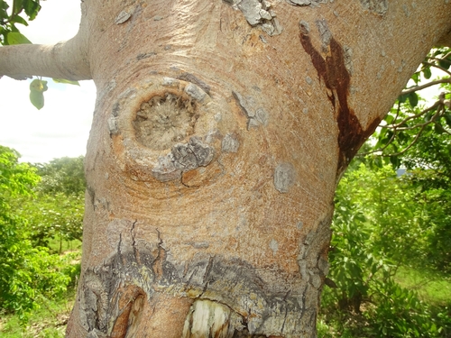 Foto de Figueira