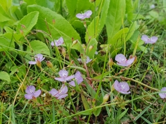 Murdannia striatipetala