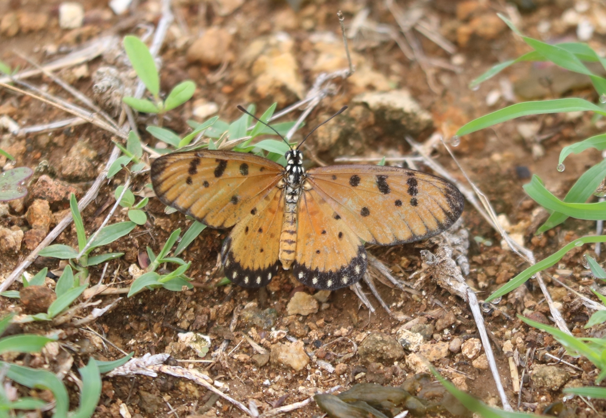 Tawny Coster