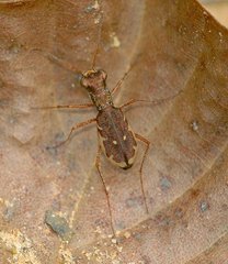 Parvindela cursitans