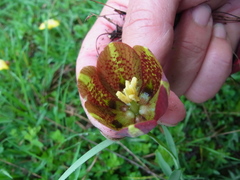 Fritillaria messanensis neglecta