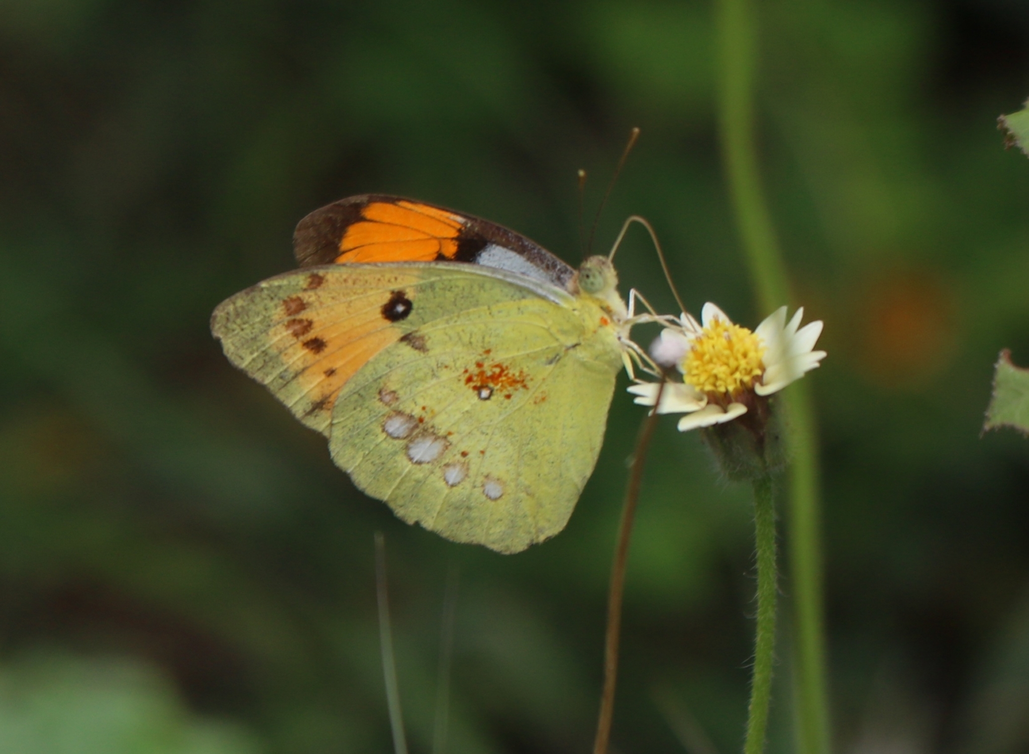White Orange-Tip