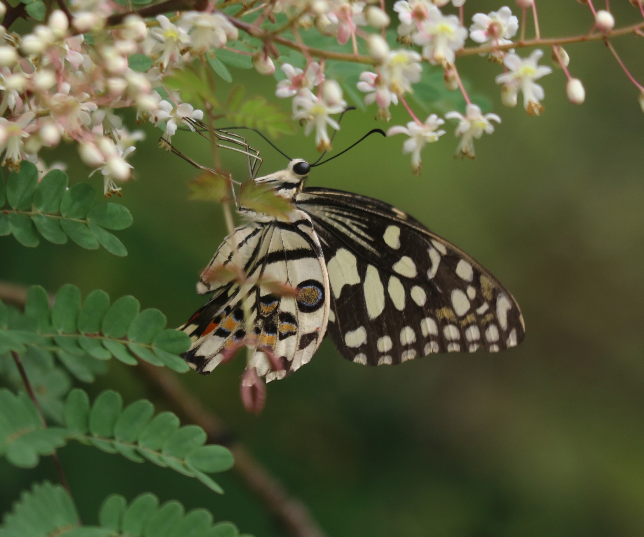 Lime Swallowtail
