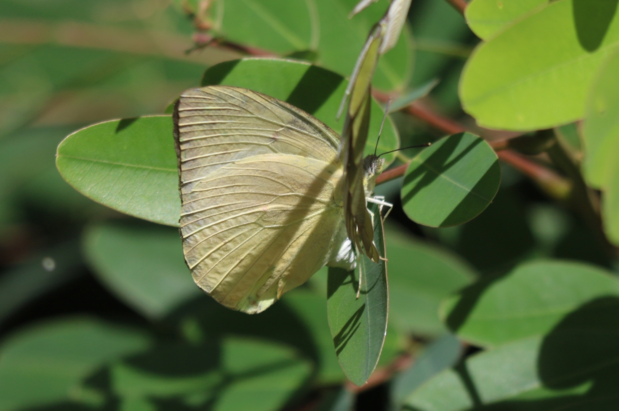 Lemon Emigrant