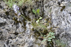 Asyneuma anthericoides