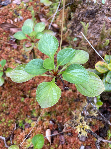 Viola maviensis observed 2025-02-10