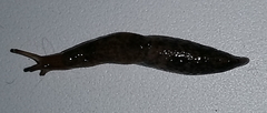 Agriolimacidae