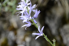 Asyneuma anthericoides