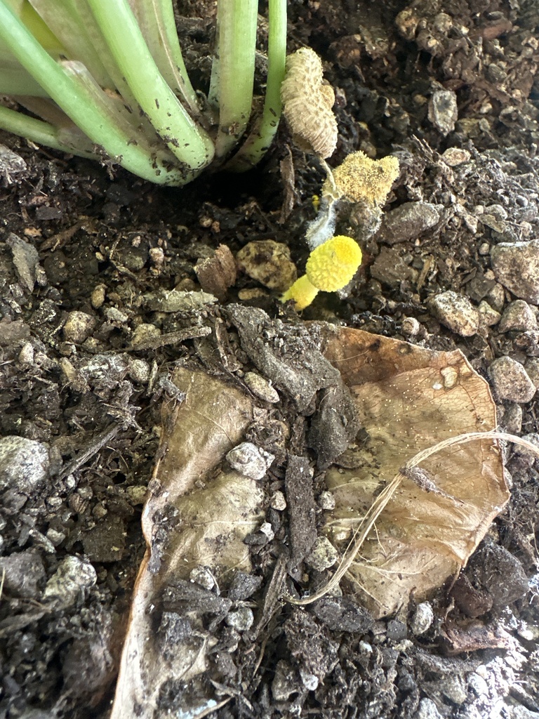 Leucocoprinus birnbaumii · May 2025 · photo: © donnasnatureluv (iNaturalist, cc-by)