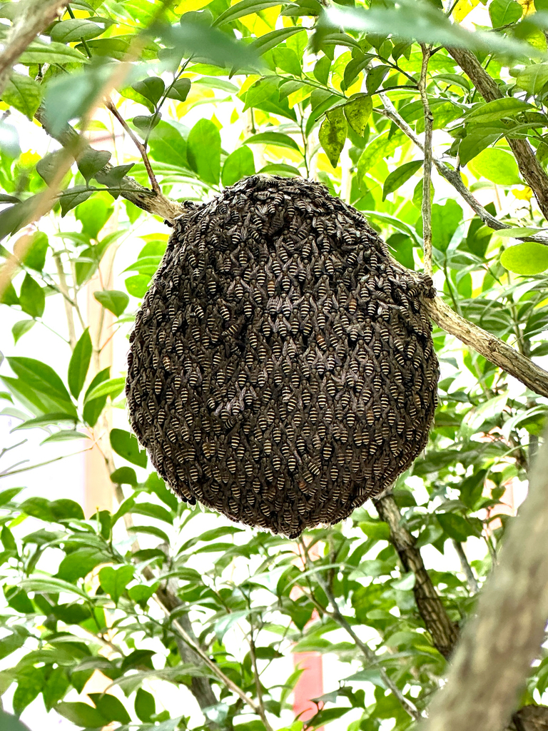 Black Dwarf Honey Bee (Apis andreniformis) · iNaturalist
