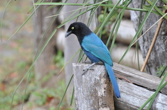 Cyanocorax melanocyaneus