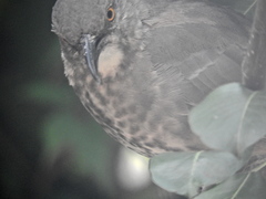 Toxostoma curvirostre