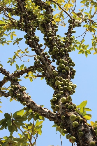 Image of Ficus sansibarica by (c) Karen Eichholz, some rights reserved (CC BY)
