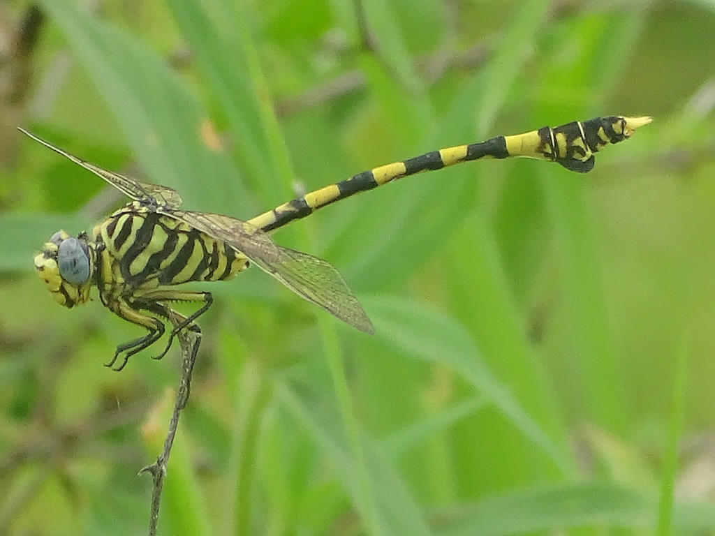 Tigertails