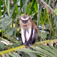 Cercopithecus mona