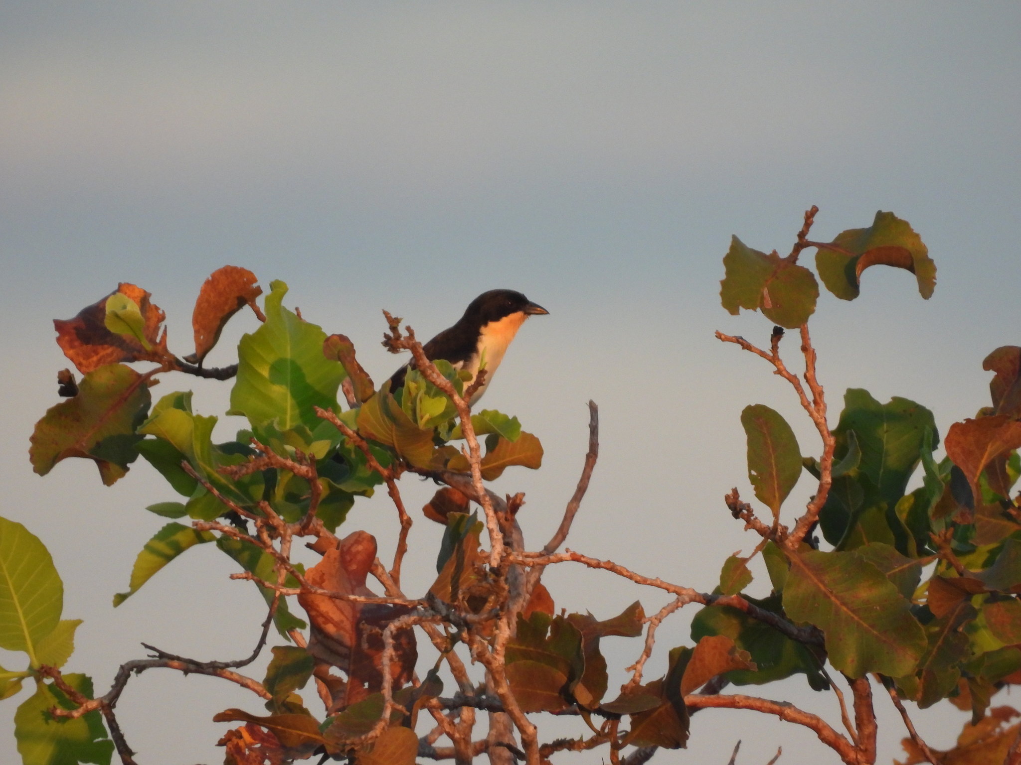 White-rumped Tanager (Cypsnagra hirundinacea), photo 2
