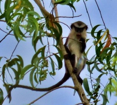 Cercopithecus mona