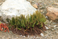 Polystichum lemmonii
