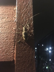 Pelargoderus rubropunctatus