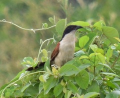 Centropus senegalensis
