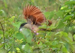 Centropus senegalensis