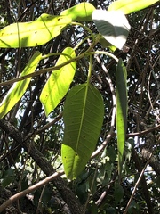 Ficus henneana