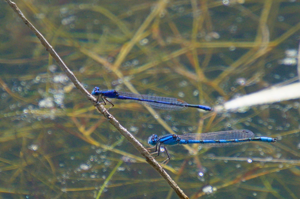 Claw-tipped Bluet