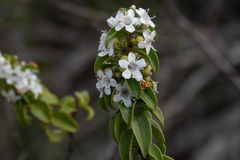 Myoporum viscosum